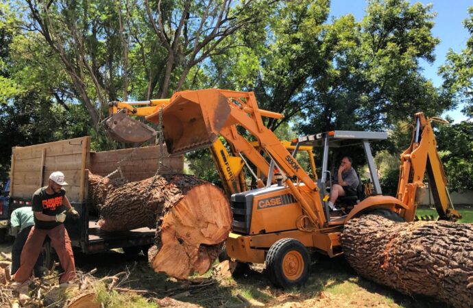 EPS Landscaping Is Providing Tree Care Services In Pembroke Pines