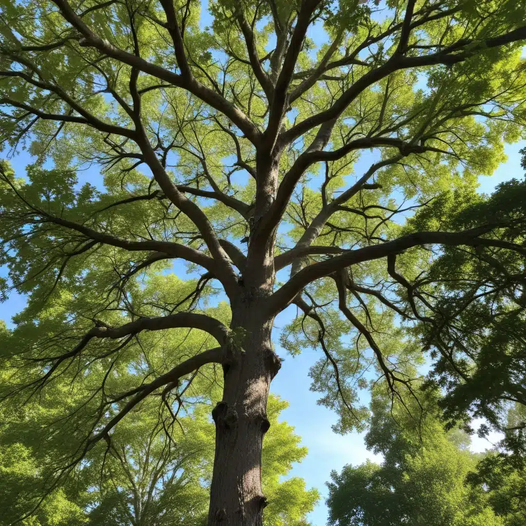 Canopy caretakers: Maintaining healthy, structurally sound tree crowns