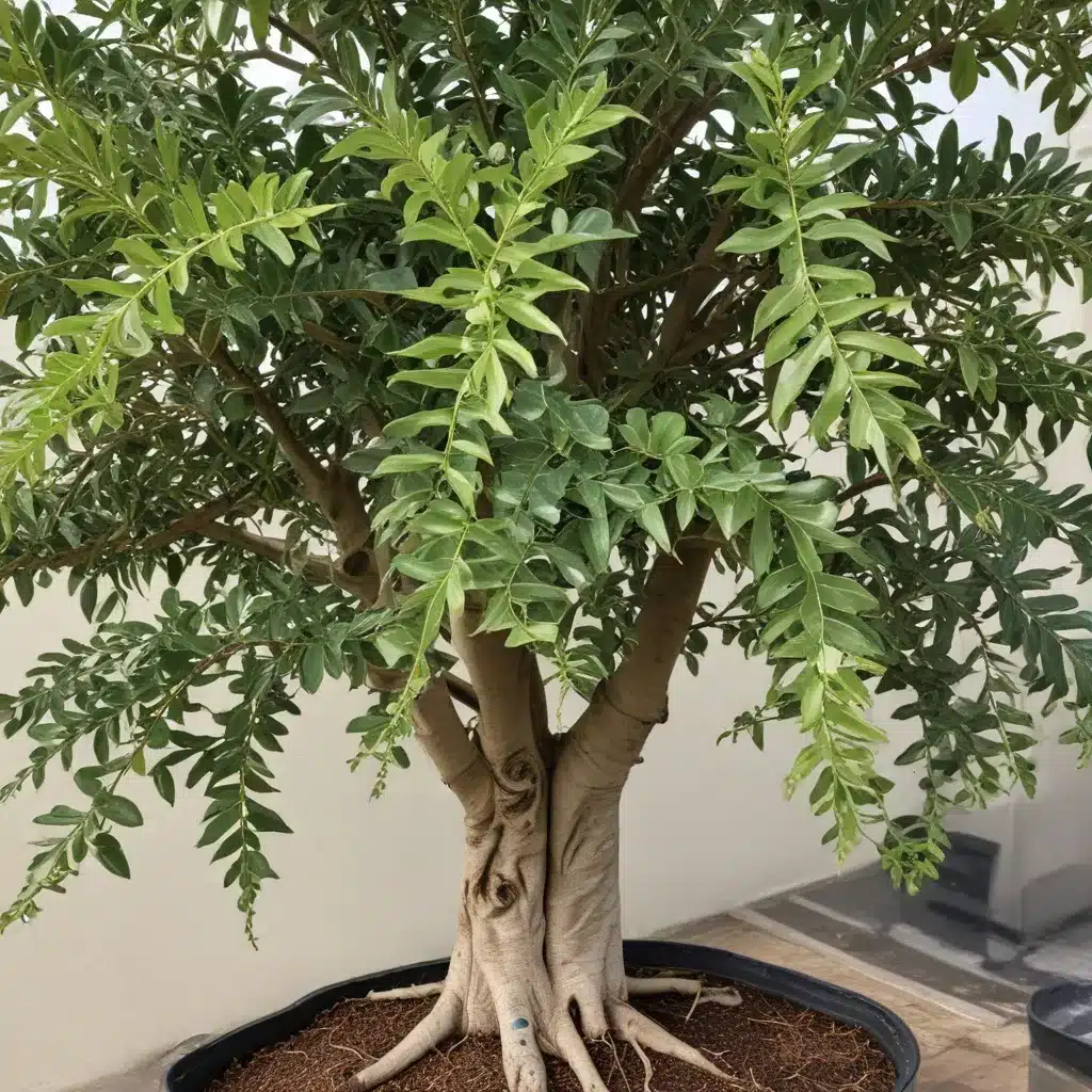 Diagnosing and Treating Fusarium Wilt in Ornamental Ficus Species