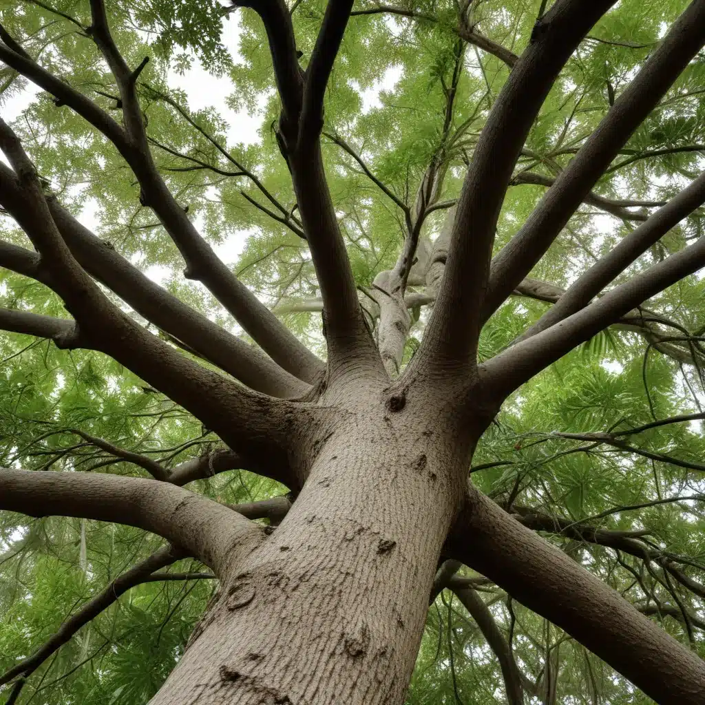 Preventing Hurricane Damage to Your South Florida Trees