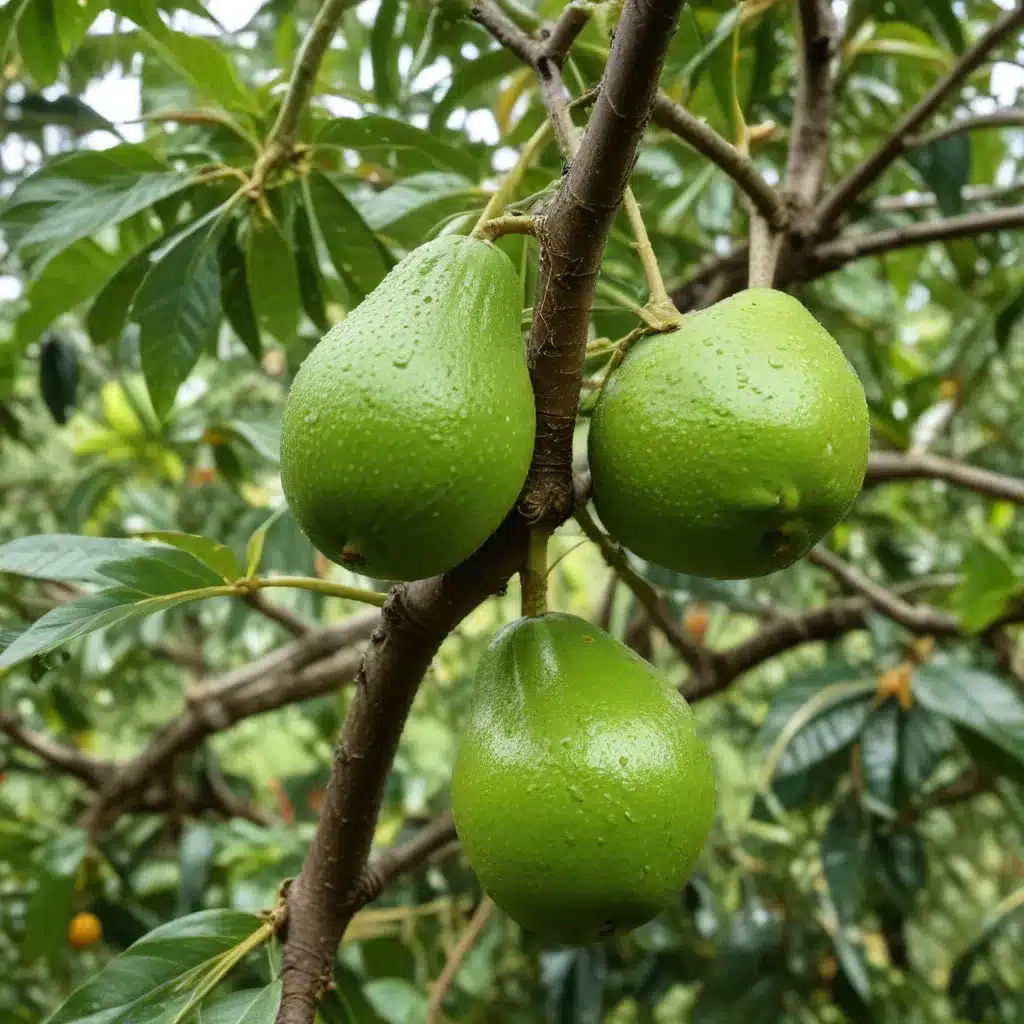 Protecting Your Avocado and Mango Trees from Storm Damage