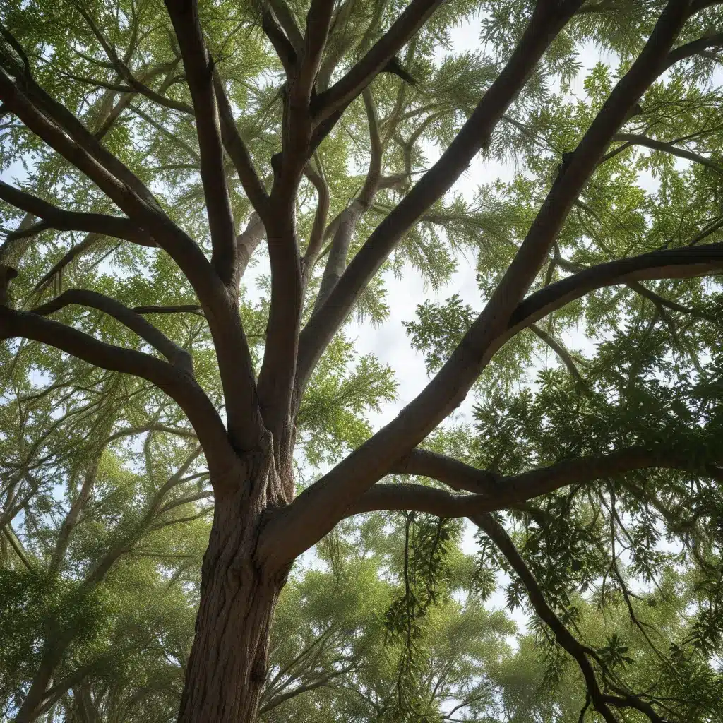 Protecting Your Trees from South Florida’s Harsh Weather