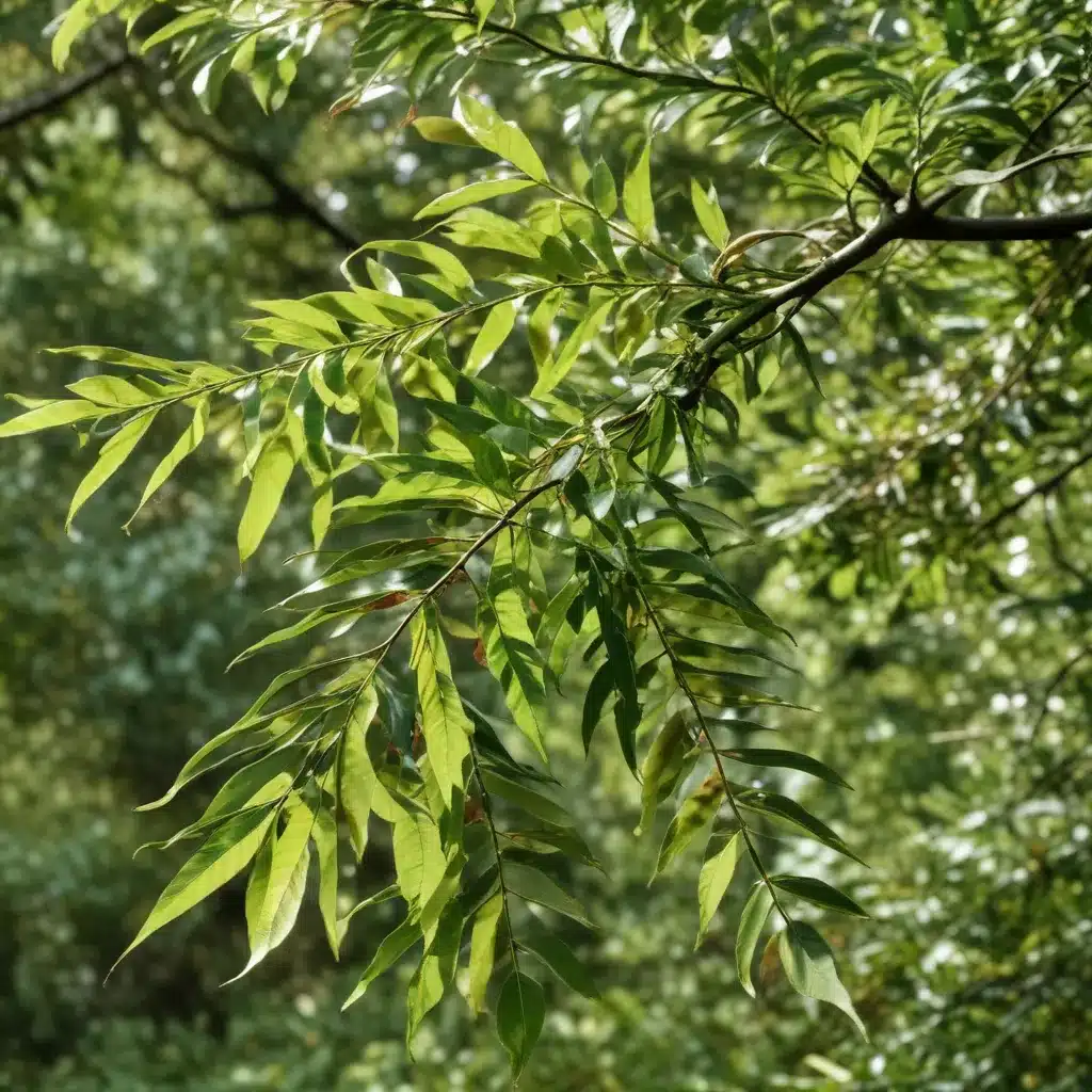 Uncovering the Mysteries of the Deadly Laurel Wilt Disease